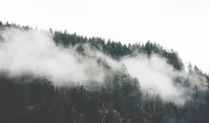 A Forest With Trees And Clouds In The Background Wallpaper