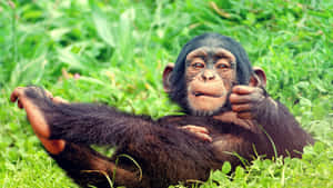 A Friendly Baby Gorilla Waves A Happy Hello Wallpaper