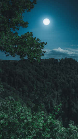 A Full Moon Over A Forest At Night Wallpaper