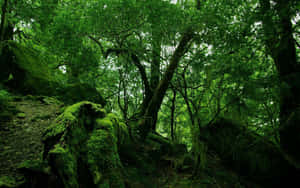 A Glimpse Into The Stunning Landscape Of Forest Green Nature Wallpaper