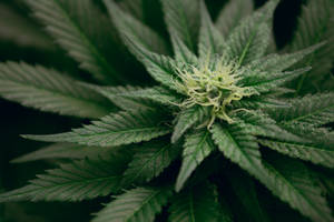 A Glimpse Of The Flowering Green Buds Of The Cannabis Plant Wallpaper