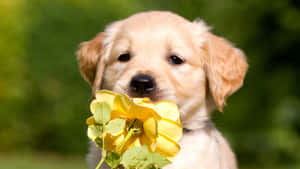 A Golden Retriever Puppy Holding A Yellow Flower Wallpaper