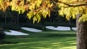 A Golf Course With Trees And Green Grass Wallpaper