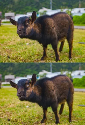 A Goofy Goat Enjoying The Sunlight Wallpaper