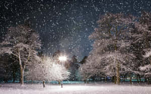 A Gorgeous Snowfall Sparkling Against A Backdrop Of Frosted Trees. Wallpaper