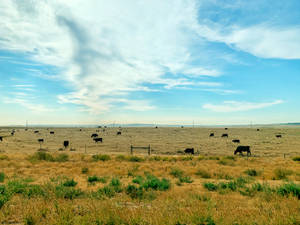 A Grassy Field Of Cute Cows Wallpaper