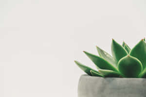 A Green Succulent Plant In A Concrete Pot Wallpaper