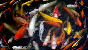 A Group Of Koi Fish Swimming In A Pond Wallpaper