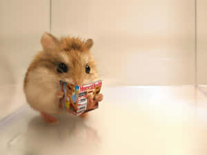 A Hamster Is Holding A Magazine Wallpaper