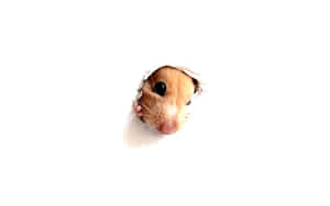 A Hamster Peeking Out Of A Hole In The Wall Wallpaper
