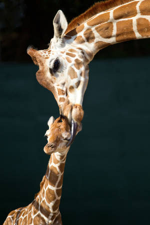 A Heartwarming Moment Between Mother And Baby Giraffe Wallpaper