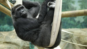 A Large Male Gorilla Walking Across A Tropical Landscape Wallpaper