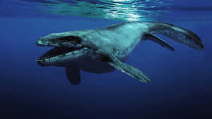 A Large Whale Swimming In The Ocean Wallpaper