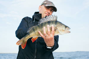 A Largemouth Bass Looking For Its Next Meal In A Lake. Wallpaper