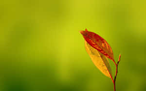 A Leaf On A Branch Wallpaper