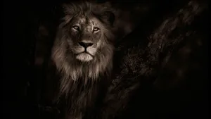 A Lion Is Sitting In A Tree In The Dark Wallpaper