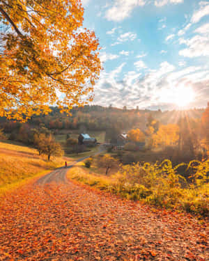 A Lone Pine Tree, Touched By Autumn In New England Wallpaper