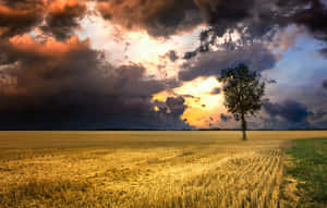 A Lone Tree In A Field Under A Stormy Sky Wallpaper