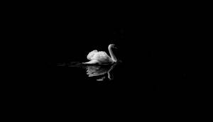 A Lone White Swan Gently Gliding Across A Black Lake Wallpaper