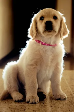 Golden Retriever Puppy Wallpapers Download Of Golden Dog Desktop Background