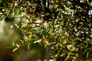 A Luscious Green Olive Tree Grows In Perfect Symmetry Wallpaper