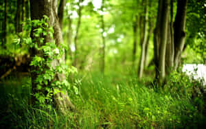 A Lush Forest Of Green, Perfect For Peaceful Walks And Nature Observation Wallpaper