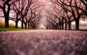 A Magical Night Amid Cherry Blossom Trees Wallpaper