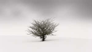 A Magnificent View Of A Simple Winter Wallpaper