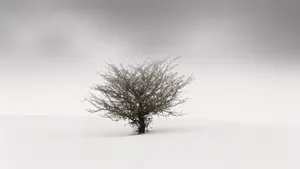 A Magnificent View Of A Simple Winter Wallpaper