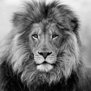 A Majestic Black And White Lion Wallpaper