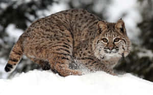 A Majestic Bobcat On Prowls In The Wilderness Wallpaper