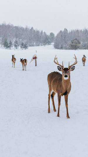 A Majestic Deer Stands In A Peaceful Wooded Oasis. Wallpaper