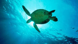 A Majestic Sea Turtle Gliding In The Deep Blue Ocean Wallpaper