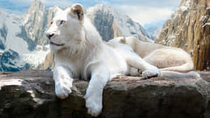 A Majestic Snow Leopard Stalks The Alpine Landscape Wallpaper
