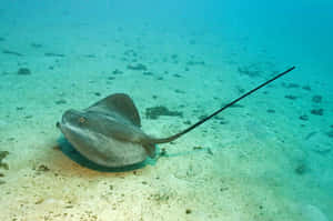 A Majestic Stingray Swimming Serenely Through Aquatic Depths Wallpaper