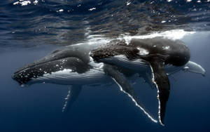 A Majestic Whale Breaching The Ocean Surface Wallpaper