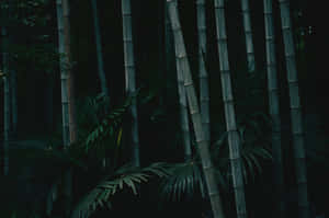 A Man Is Sitting In A Bamboo Forest Wallpaper