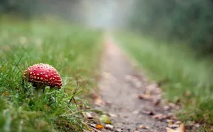 A Monarch Of The Mushrooms. Wallpaper