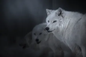 A Mysterious Pretty Wolf In The Night Wallpaper