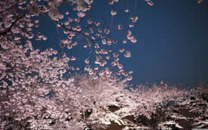 A Night Scene With Cherry Blossoms In The Background Wallpaper