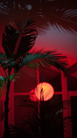 A Palm Tree In The Dark Wallpaper