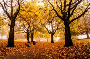 A Park With Benches And Trees Wallpaper