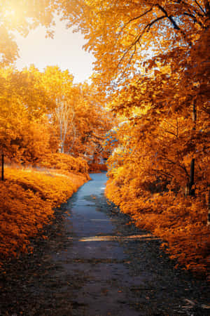 A Path In The Forest Wallpaper