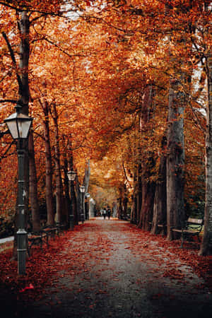 A Path Lined With Trees In Autumn Wallpaper