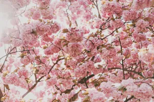 A Peaceful And Beautiful Pink Cherry Blossom Tree Wallpaper