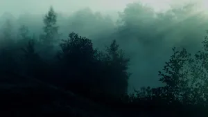 A Peaceful And Dark Green Forest, Surrounded By Towering Trees. Wallpaper