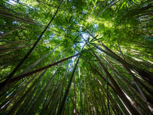 A Peaceful Bamboo Forest In China Wallpaper