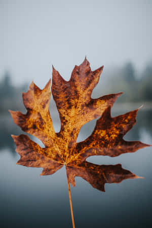 A Peaceful Forest In The Fall Wallpaper