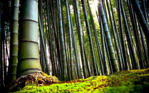A Peaceful View Of A Bamboo Forest Wallpaper
