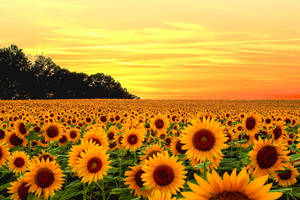 A Perfect Combination Of Sunflowers And Roses Wallpaper